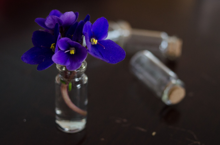 DIY Mini Violet Arrangement - lemonthistle.com
