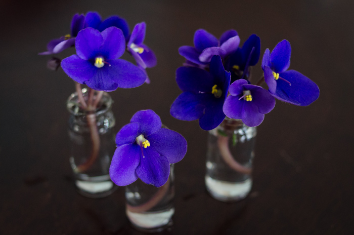 DIY Mini Violet Arrangement -lemonthistle.com
