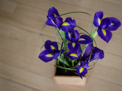 DIY Spring Iris Arrangement - lemonthistle.com