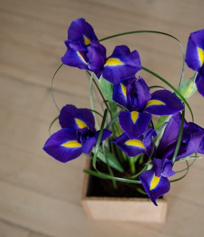 DIY Spring Iris Arrangement - lemonthistle.com