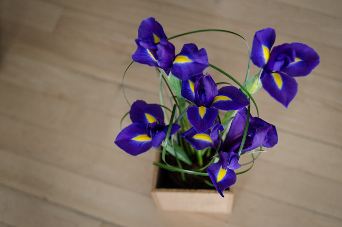 DIY Spring Iris Arrangement - lemonthistle.com