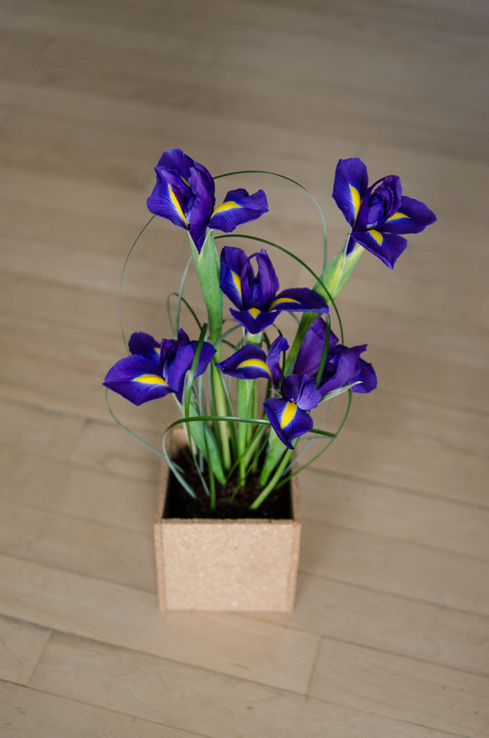 DIY Spring Iris Arrangement - lemonthistle.com