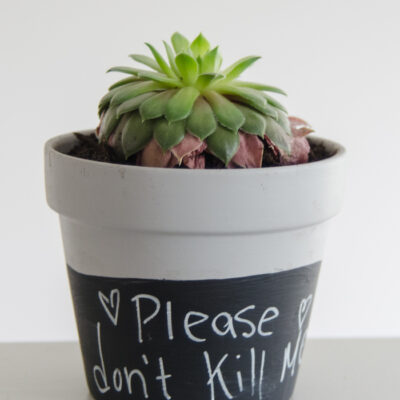 How fun are these!? DIY Chalkboard Dipped Plant Pots