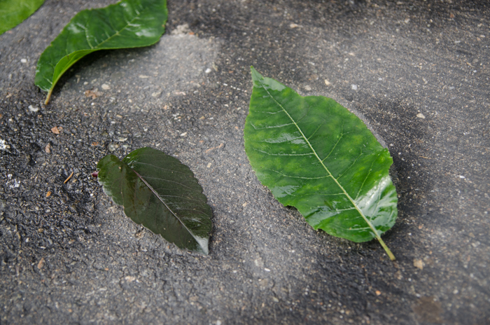 Send a note on a Leaf! 