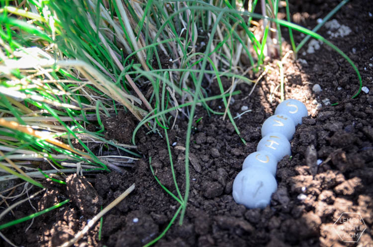 DIY Cement Garden Markers- from ice cube trays!