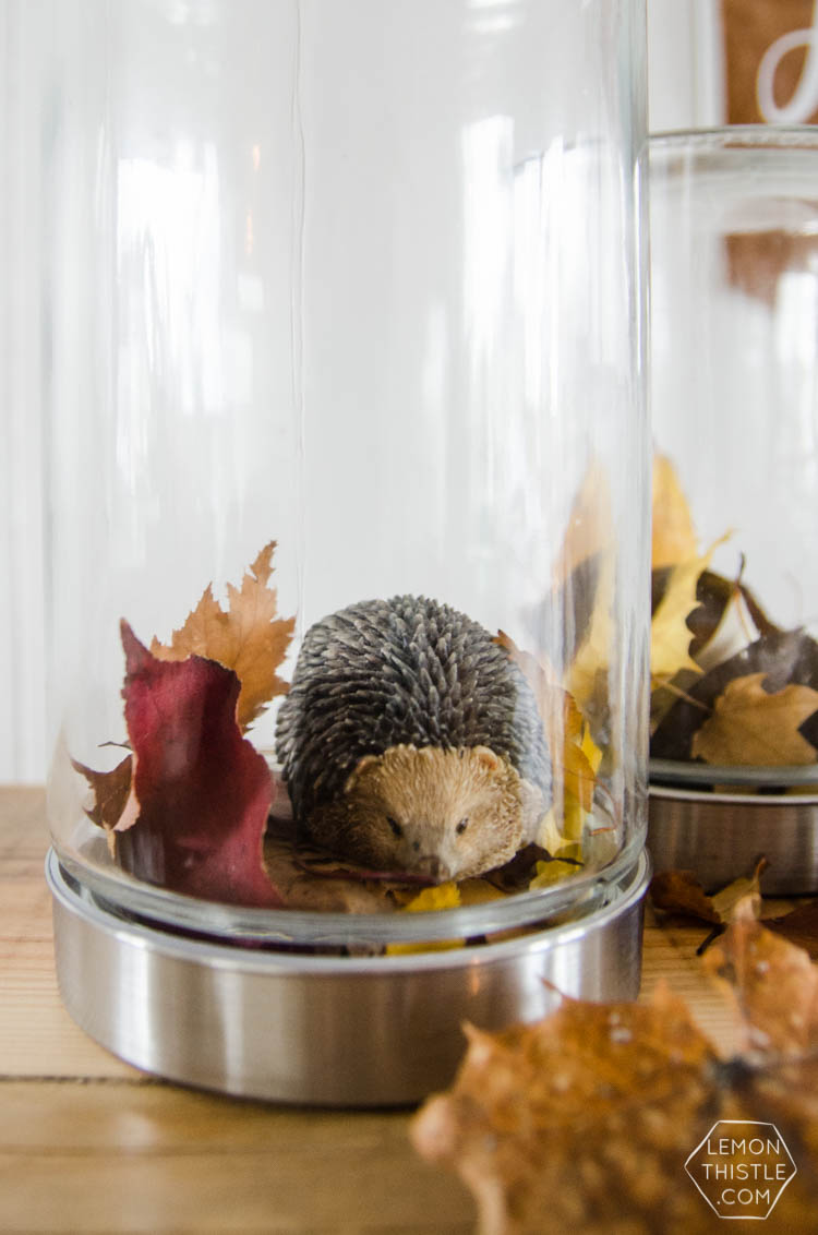 DIY Autumn Terrariums- I LOVE that there's no seasonal decor to store with these! Such a clever use of materials and pretty for fall decor.