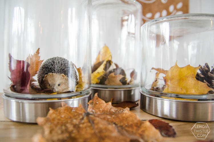 DIY Autumn Terrariums- I LOVE that there's no seasonal decor to store with these! Such a clever use of materials and pretty for fall decor.