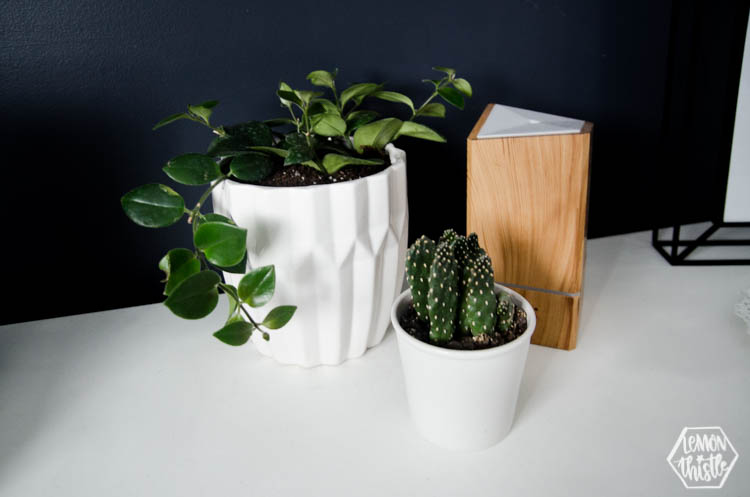 plants in white pots grouped with wooden diffuser on bedroom dresser