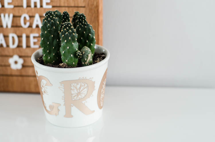 white plant pot holding cactus with floral monograms spelling 'grow' in champagne colored matte foil