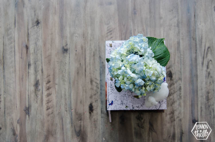 blue hydrangeas from overhead view