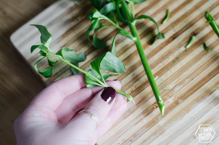 Cleaning your flowers properly