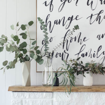 different varieties of eucalyptus