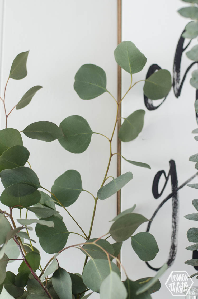 Silver Dollar Eucalyptus: Close Up