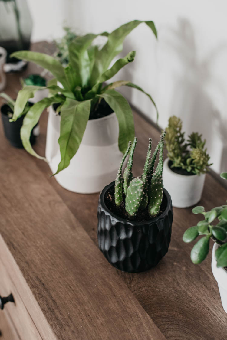 Mix of real and fake plants