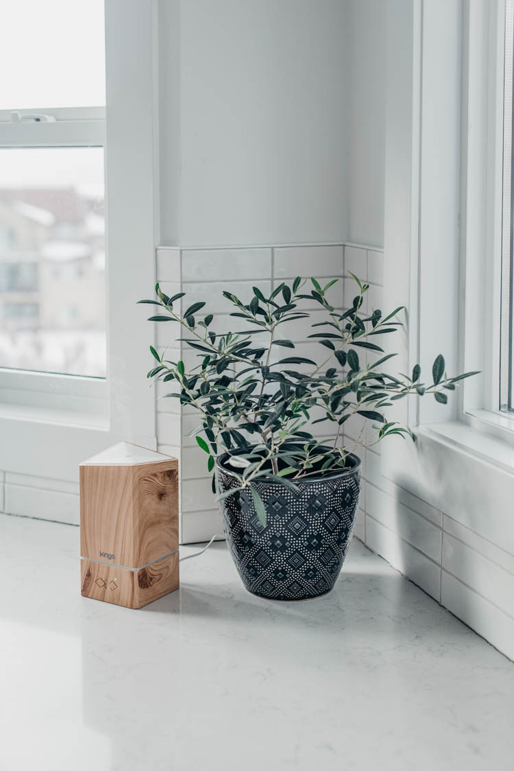small olive tree in the kitchen