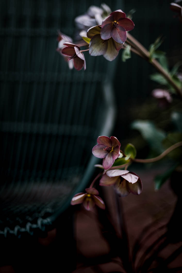 Hellebores for a modern patio garden