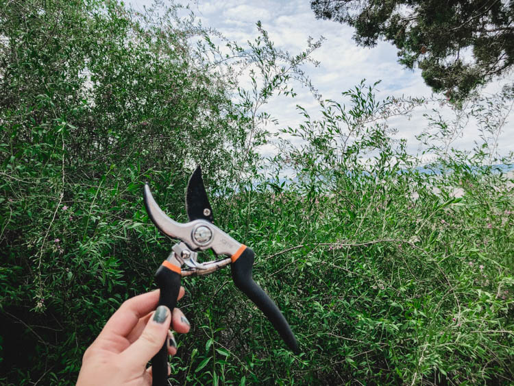 Wild vines for a summer wreath base