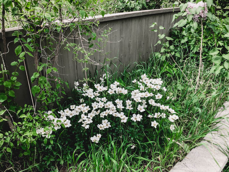 Anemone for a summer wreath