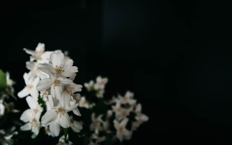 blooming branches for summer home decor... love this against the black wall!