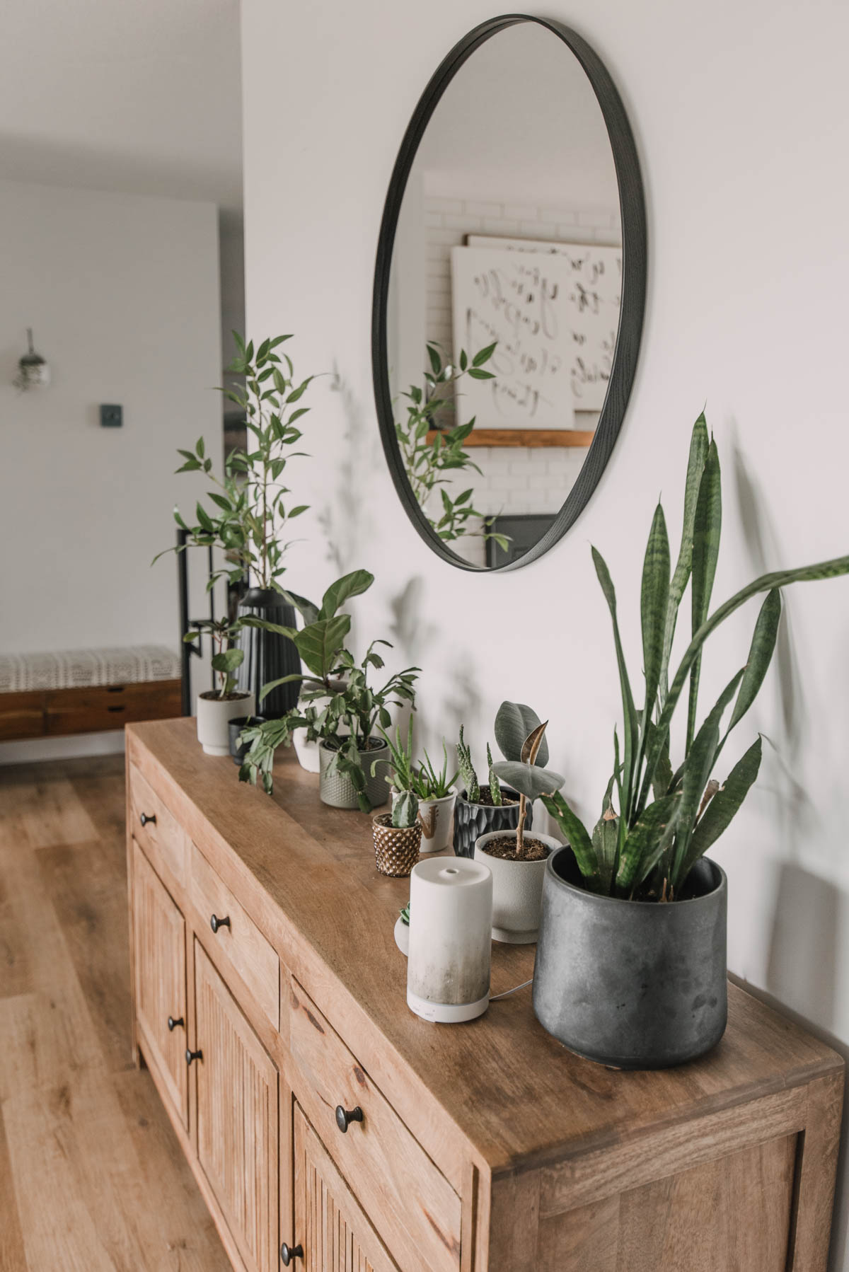 House Plants for decor