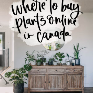 Where to buy plants online in canada
