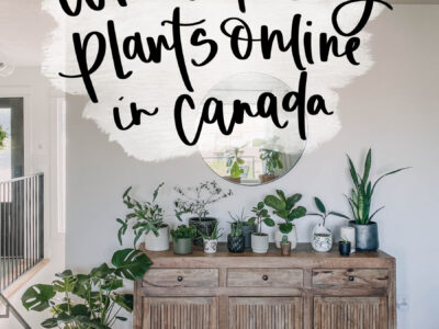 Where to buy plants online in canada
