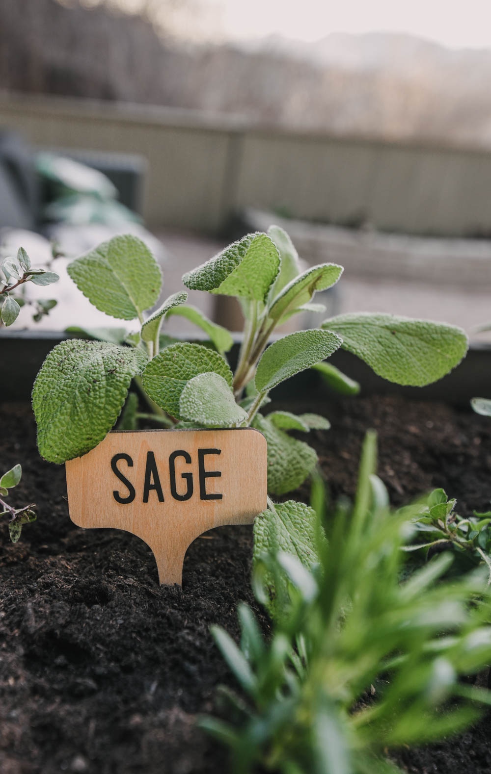 DIY Garden Markers (sage)