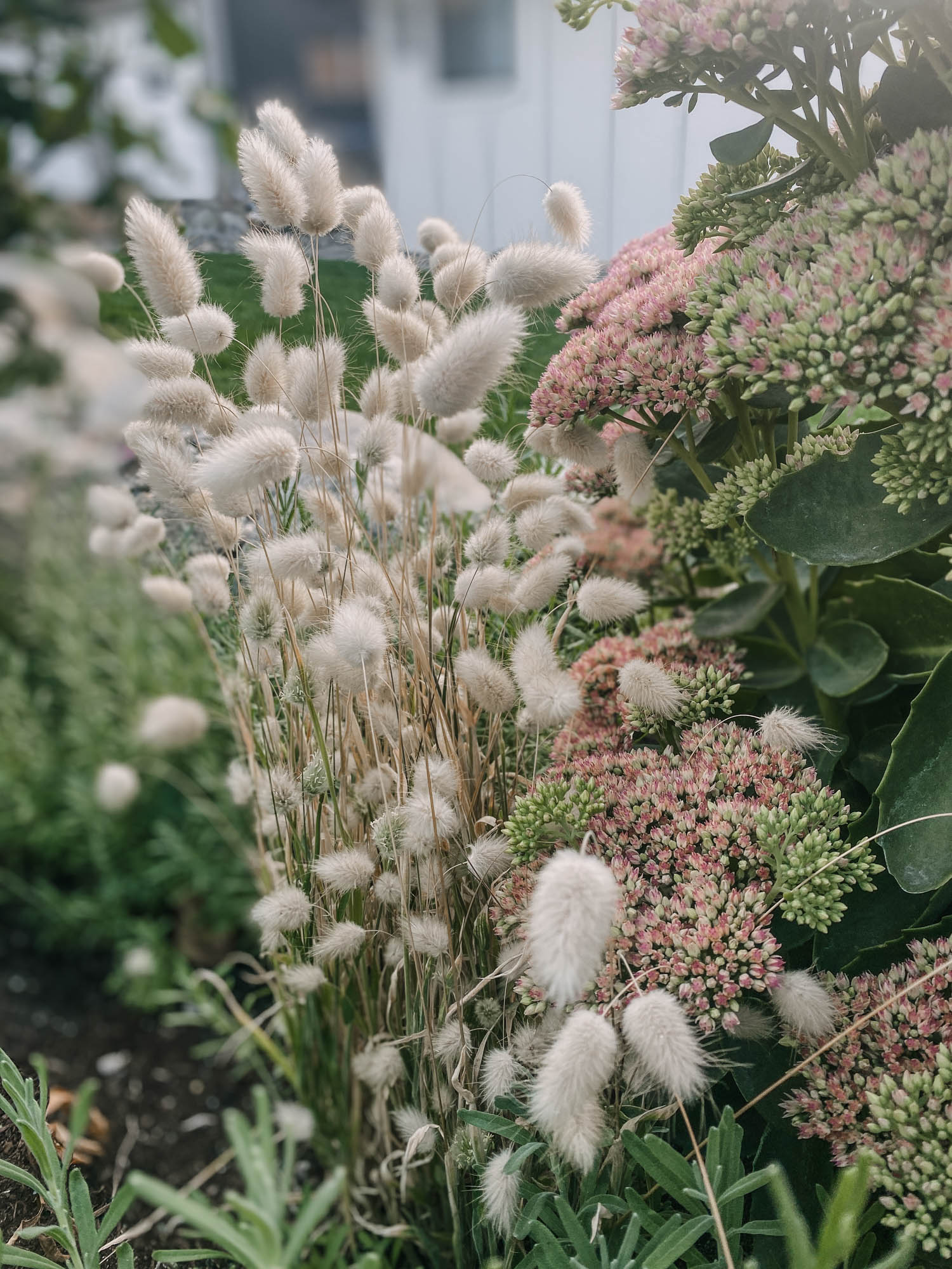 Grow bunny tail grasses