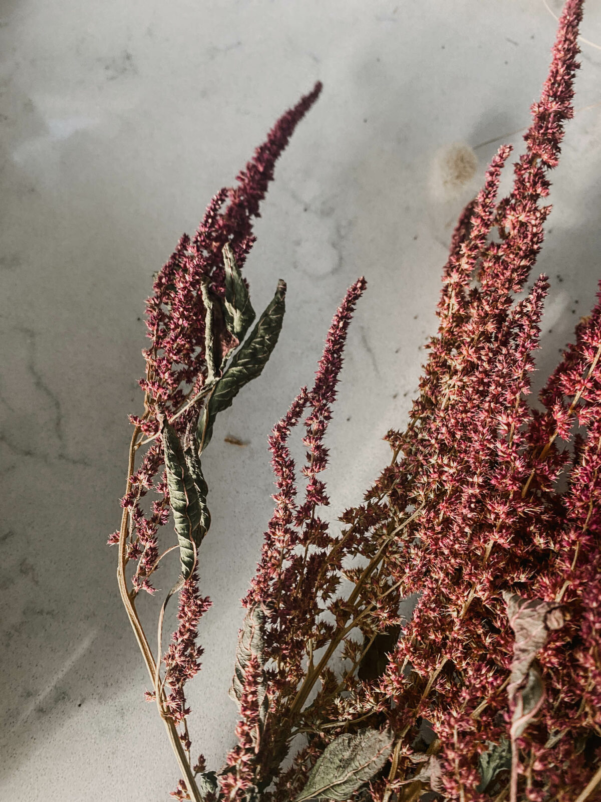 Dried Flowers for Fall Lemon Thistle