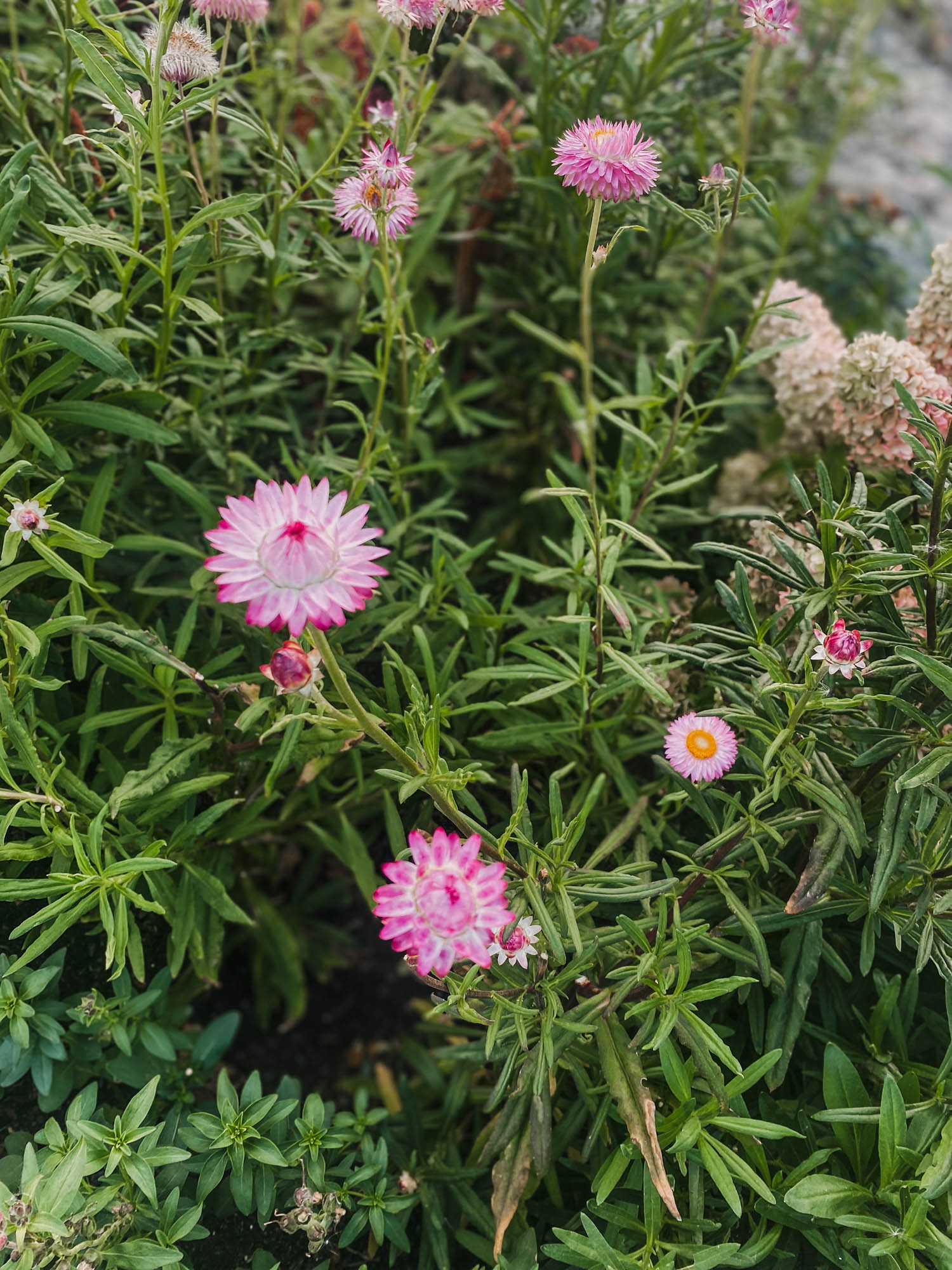 Strawflowers for cut flowers and drying
