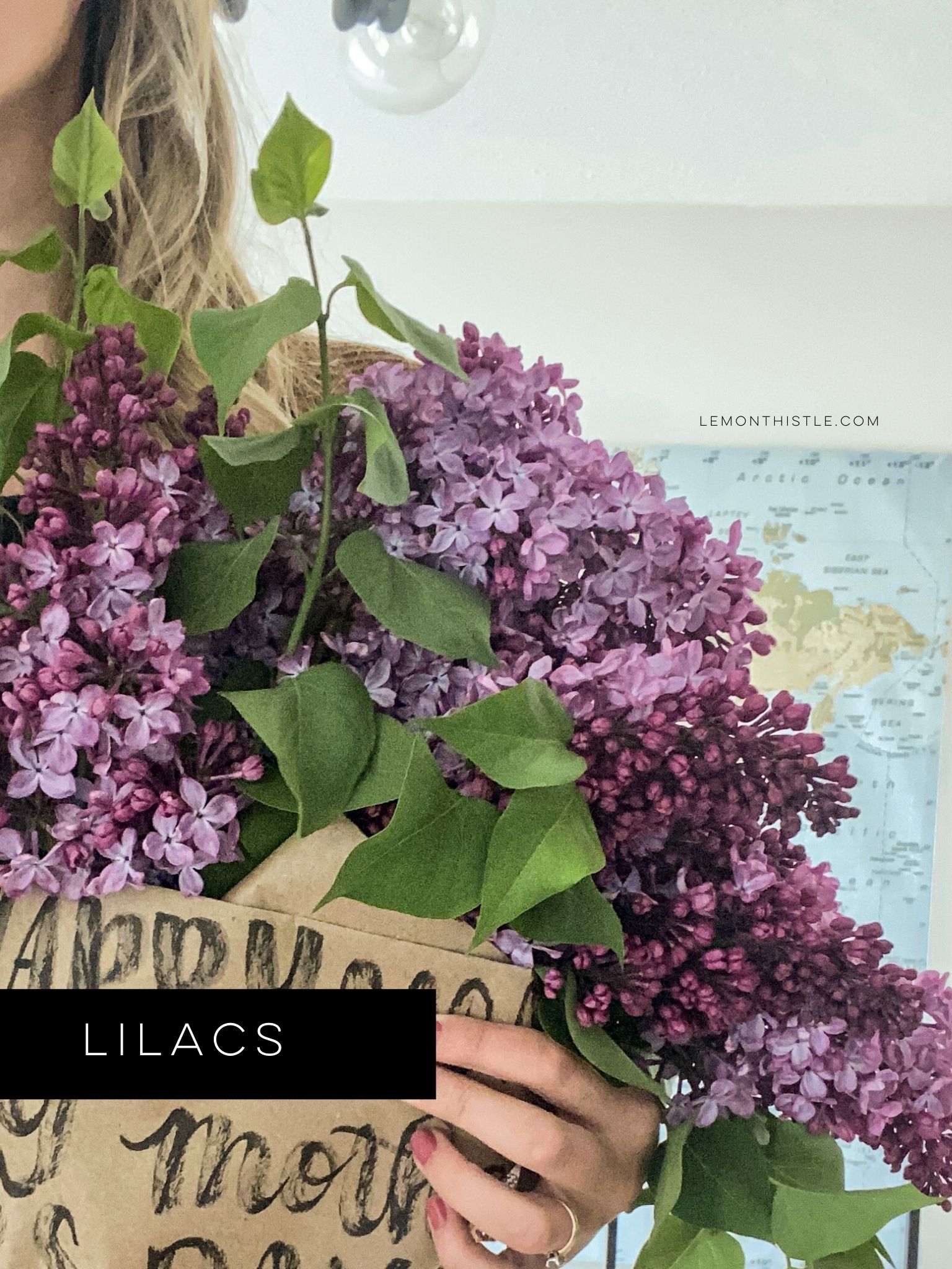 Lilacs and other cut flowers to grow at home