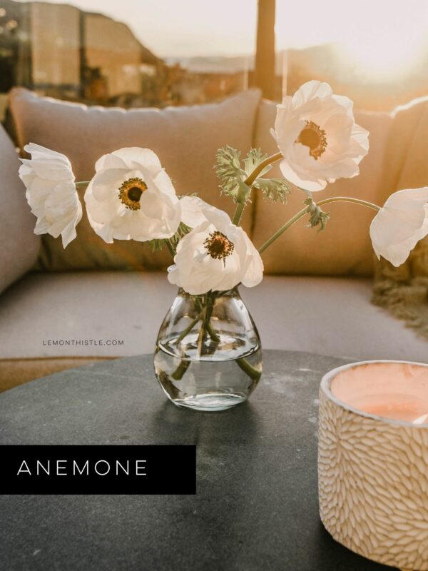 The Best Cut Flowers and Fillers to Grow for Backyard Gardeners Lemon