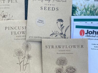 The best cut flowers to grow from seed for beginners
