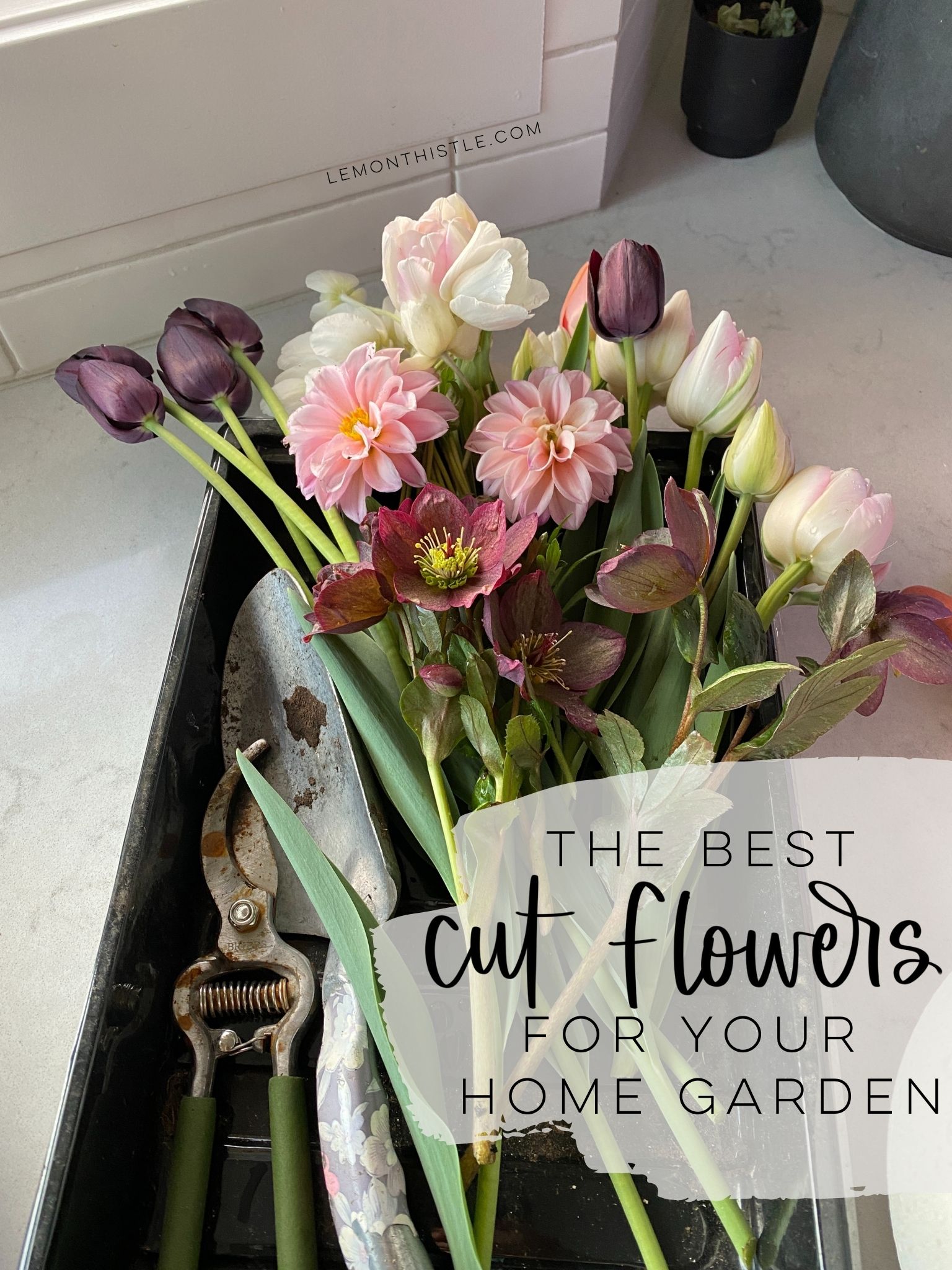 The best cut flowers for your home garden