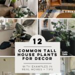 text reads: 12 tall plants for decor with photos of real homes and care tips! images of plants in real homes in a collage behind text