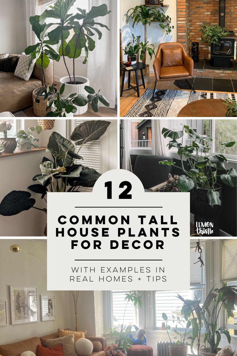text reads: 12 tall plants for decor with photos of real homes and care tips! images of plants in real homes in a collage behind text
