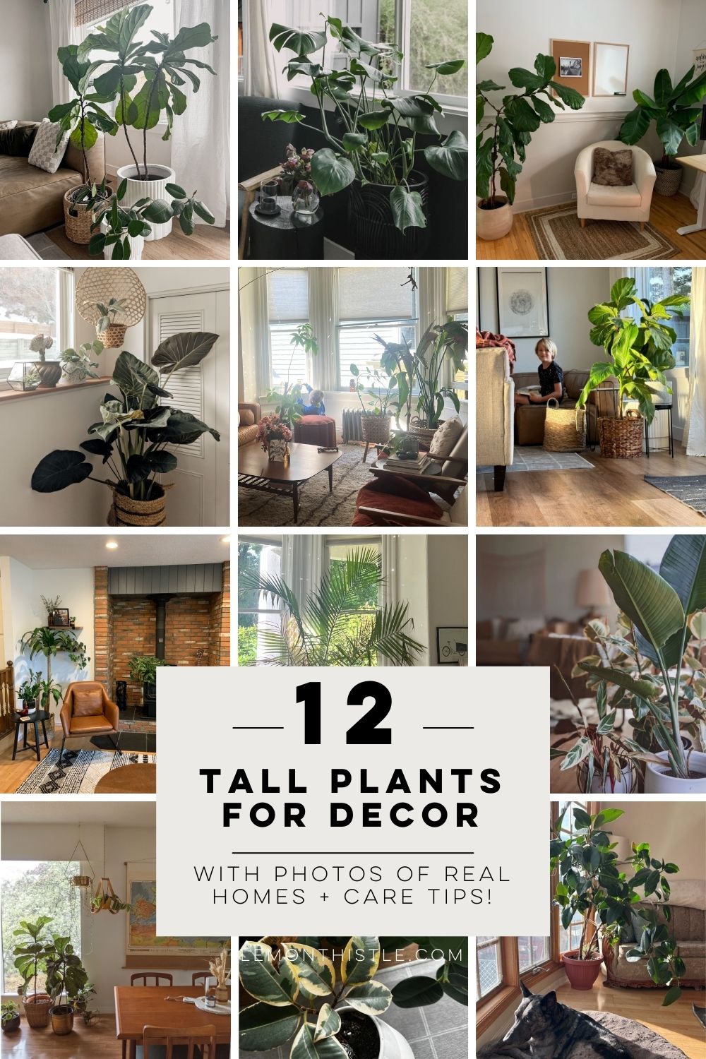 text reads: 12 tall plants for decor with photos of real homes and care tips! photo collage of large plants in real homes