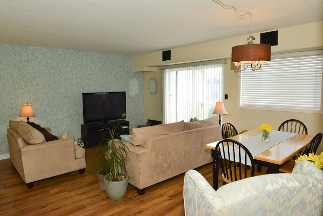 Dragon plant in low light apartment