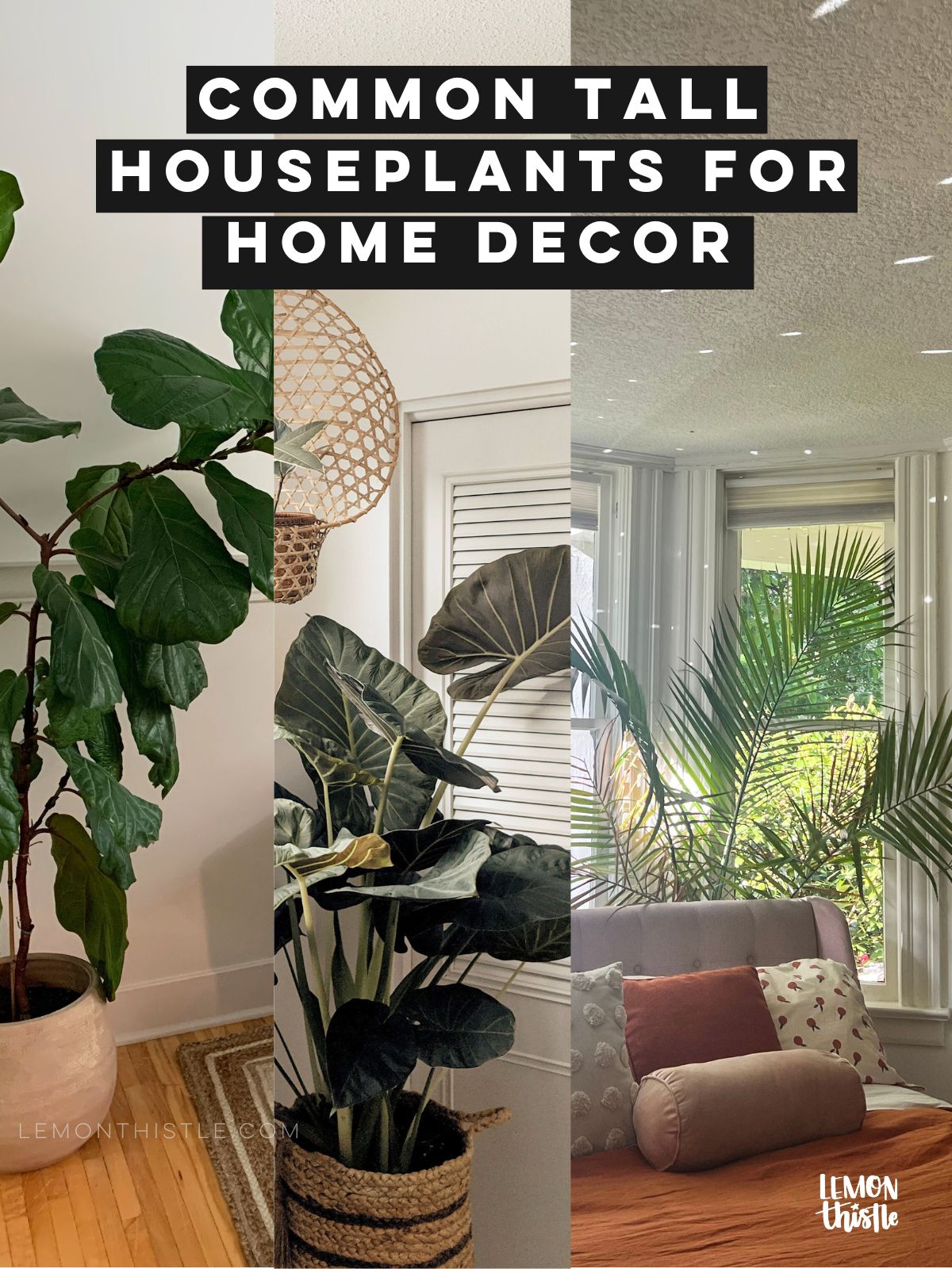12 common tall house plants for home decor, 3 images behind text showing a fiddle leaf fig, elephant ear plant and palm