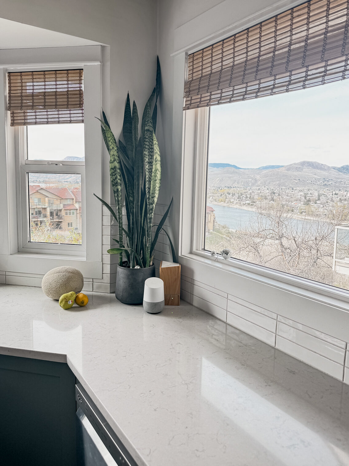 snake plant on a countertop