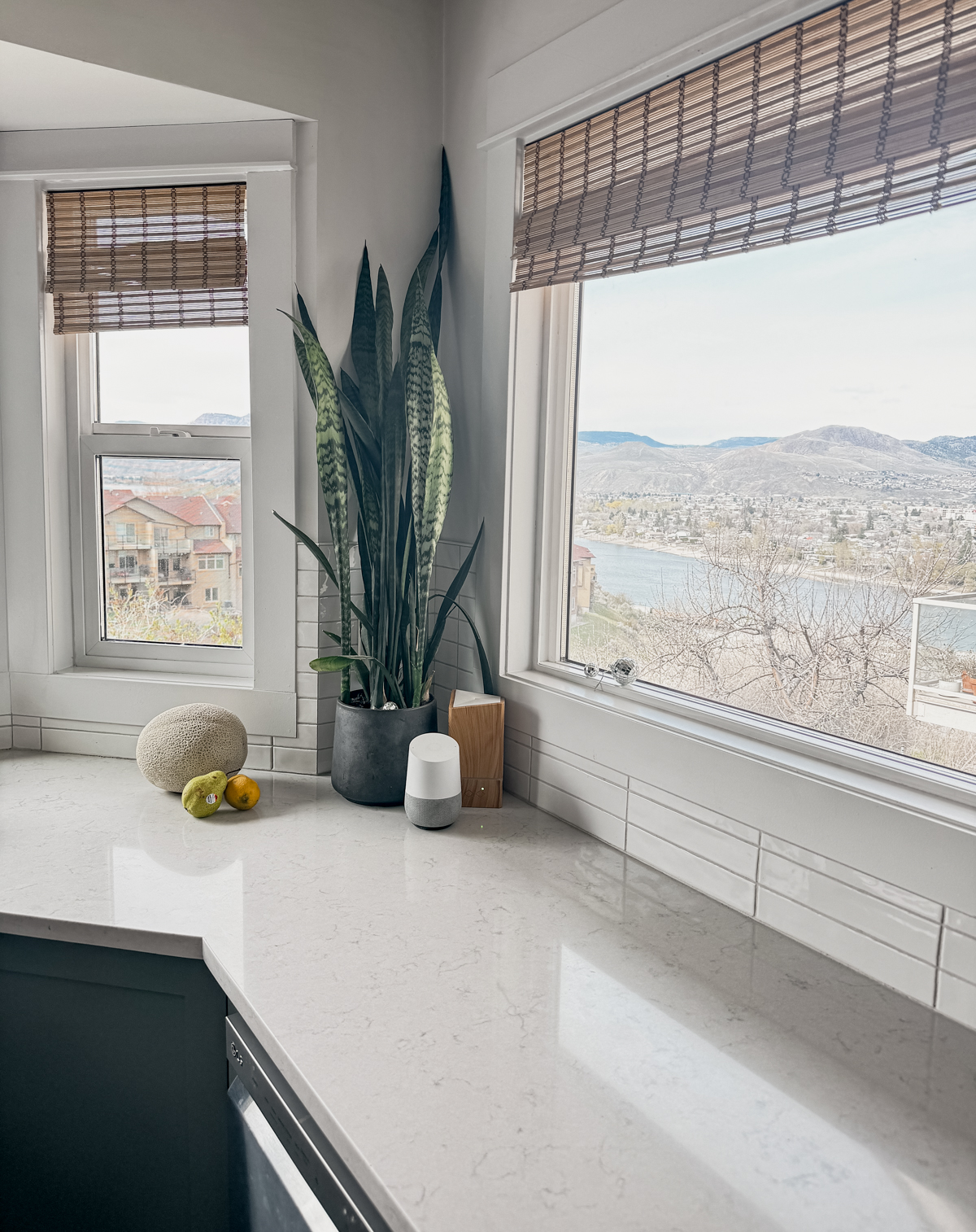 snake plant on a countertop