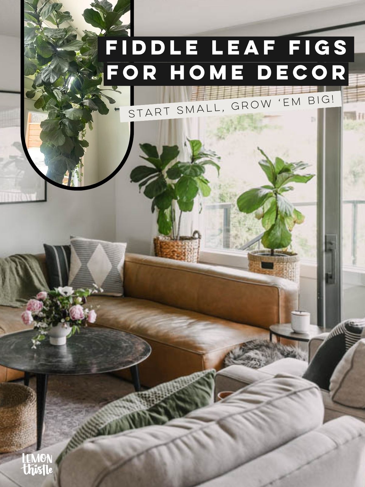 text reads: fiddle leaf figs for home decor: start small, grow 'em big! image shows two fidde leaf figs in baskets behind a leather sofa plus an inset image of a very large fiddle leaf fig in a friend's home
