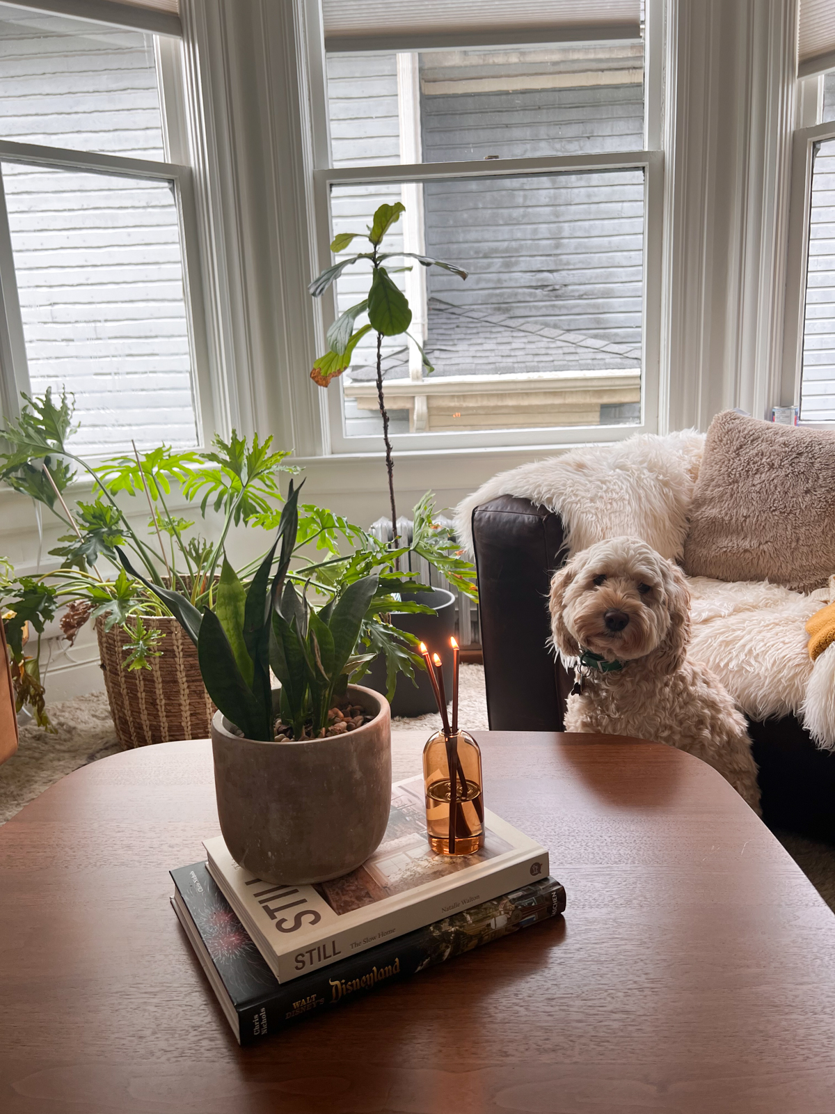 image shows dog sitting on floor next to table which has a candle lit and plant next to it, behind the table there's a grouping of plants