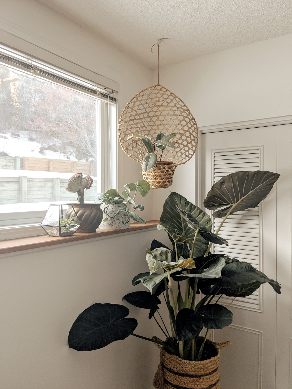 alocasia (elephant ear plant) shown in basket in a real home