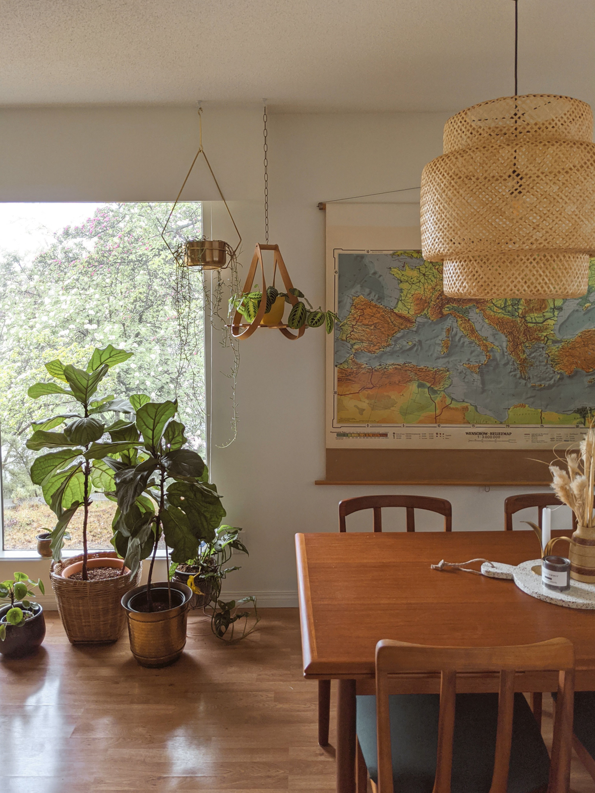 fiddle leaf fig plants in pots near a window, complemented by some smaller plants and hanging plants. window is nearby a dining room with vintage furniture and large map on wall.
