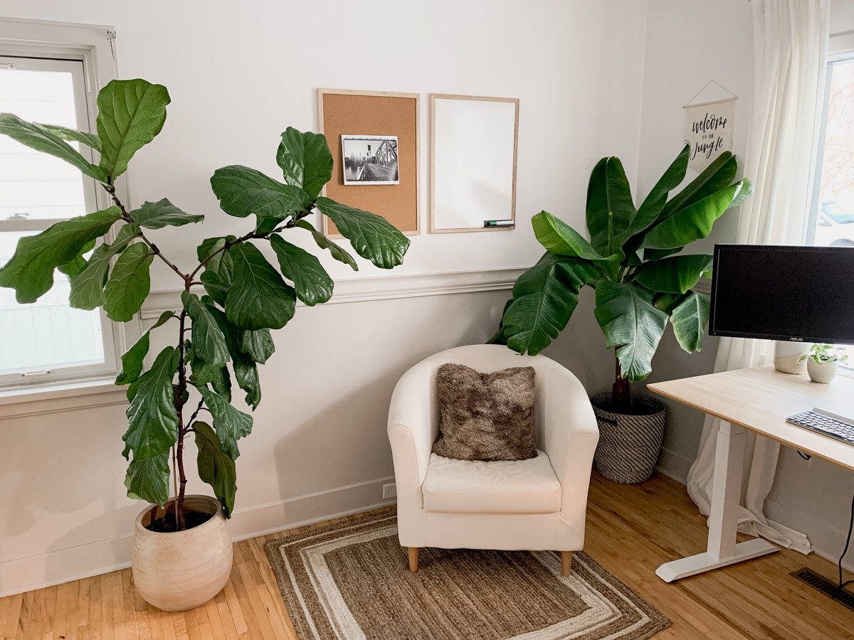 Large plants for home decor shown in an office space