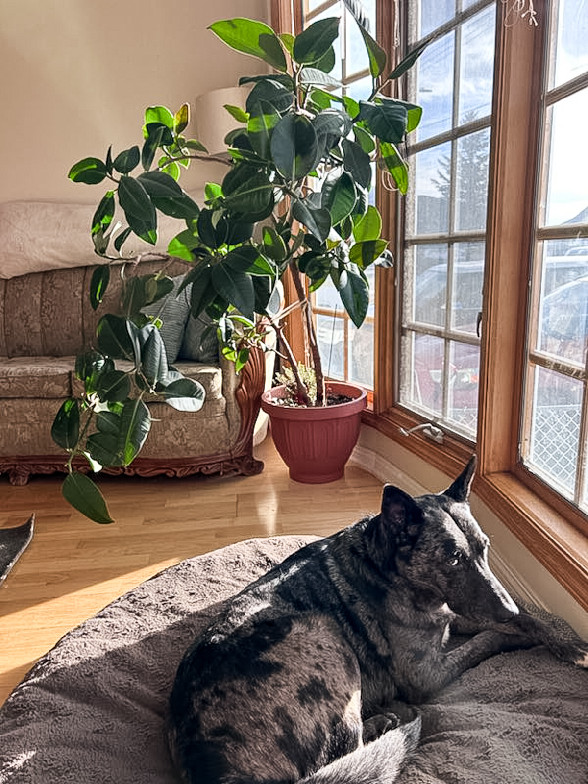 Large rubber leaf tree shown in a bay window of a living room beside sleeping dog