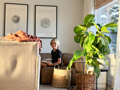 image shows three potted fiddle leaf figs plus a banana leaf plant grouped in a living room with a young boy reading