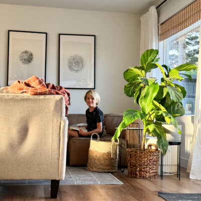 image shows three potted fiddle leaf figs plus a banana leaf plant grouped in a living room with a young boy reading