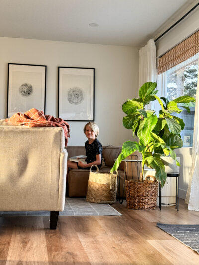 image shows three potted fiddle leaf figs plus a banana leaf plant grouped in a living room with a young boy reading
